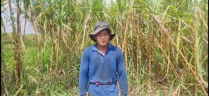Read more about the article ដំណាំអំពៅរបស់កសិករនៅក្រុងសួង ផ្ដល់ទិនផលខ្ពស់ល្អដូចឆ្នាំមុនដែរ និងមានទីផ្សារងាយស្រួលលក់