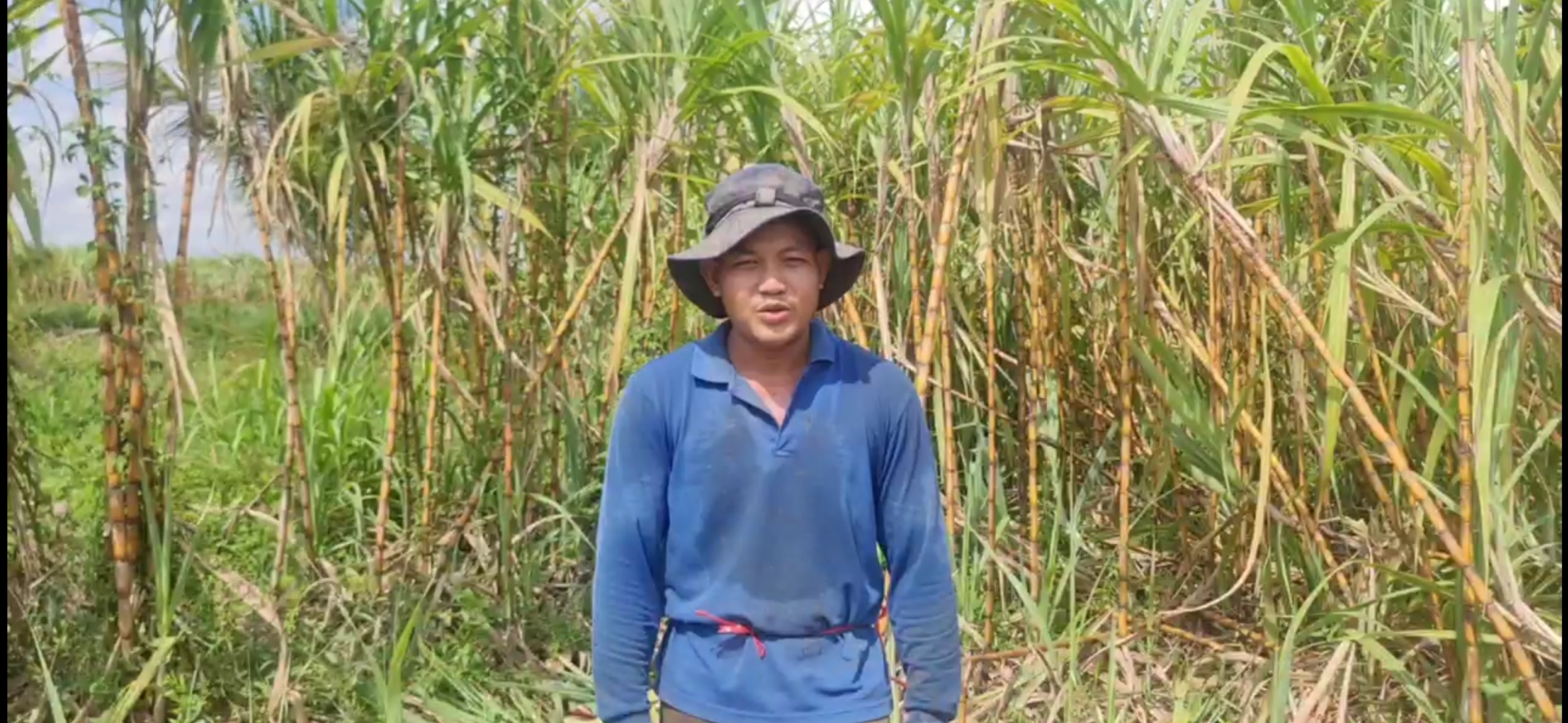 You are currently viewing ដំណាំអំពៅរបស់កសិករនៅក្រុងសួង ផ្ដល់ទិនផលខ្ពស់ល្អដូចឆ្នាំមុនដែរ និងមានទីផ្សារងាយស្រួលលក់