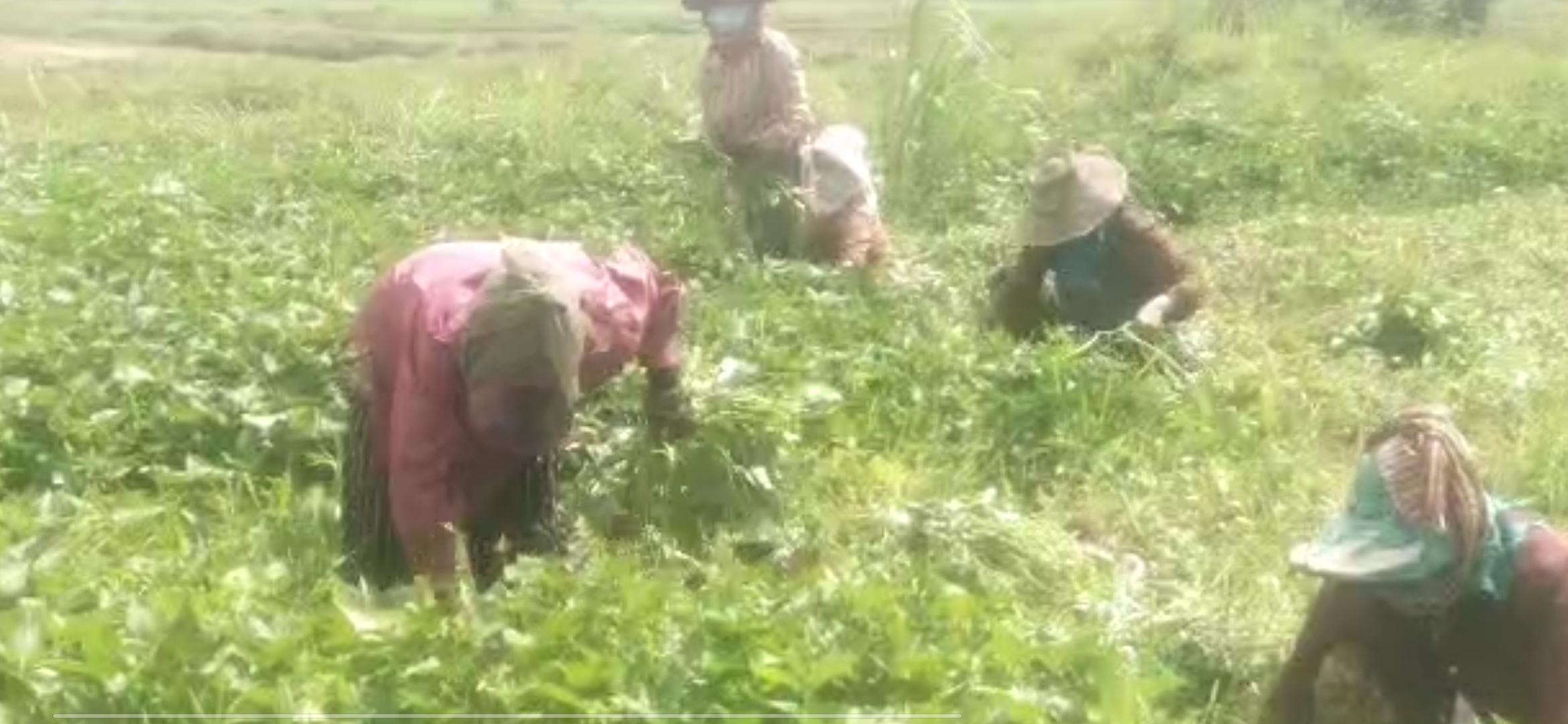 You are currently viewing កសិករសម្រុកប្រមូលពូជទងដំឡូងជ្វាដាំ ខណ:មើមដំឡូងជ្វា មានទីផ្សារល្អ