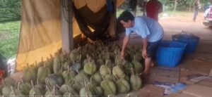 Read more about the article កសិករខេត្តត្បូងឃ្មុំ ចាប់ប្រមូលផលធុរេន លក់ទៅកាន់ទីផ្សារហើយ