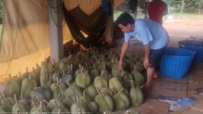 កសិករខេត្តត្បូងឃ្មុំ ចាប់ប្រមូលផលធុរេន លក់ទៅកាន់ទីផ្សារហើយ