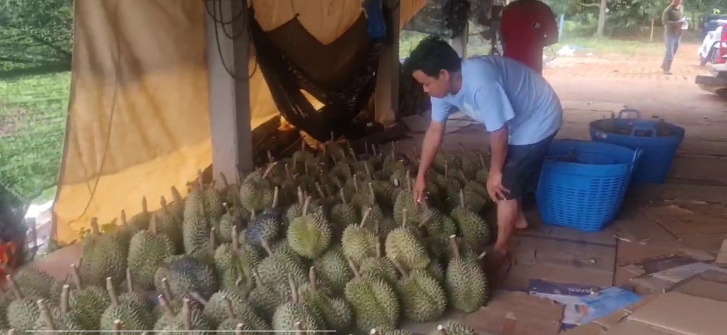 You are currently viewing កសិករខេត្តត្បូងឃ្មុំ ចាប់ប្រមូលផលធុរេន លក់ទៅកាន់ទីផ្សារហើយ